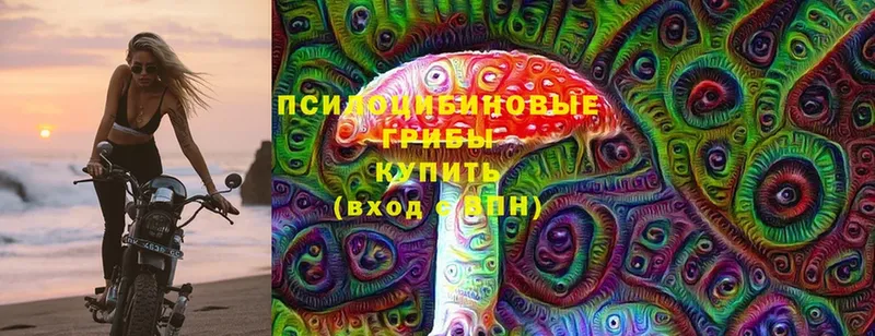 Псилоцибиновые грибы Cubensis  закладка  Николаевск 